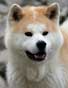 photo du chien japonais Akita Inu AYKO